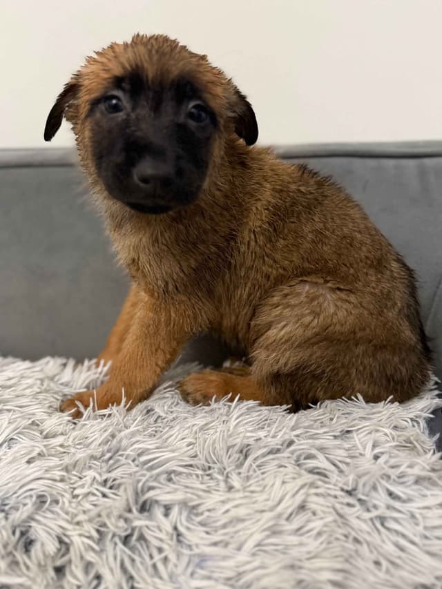 Working Line Belgian Malinois Puppies media 11