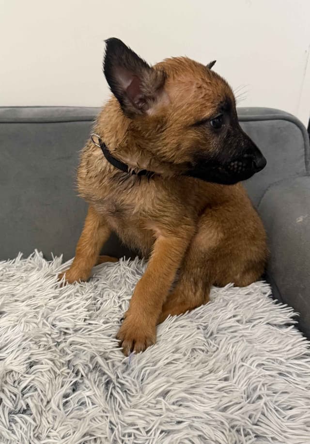 Working Line Belgian Malinois Puppies media 12