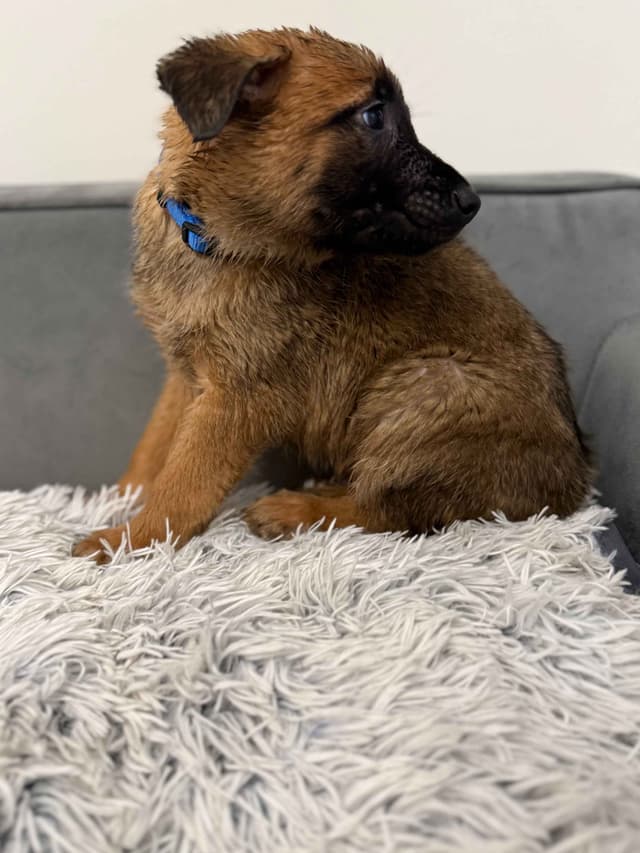Working Line Belgian Malinois Puppies media 13