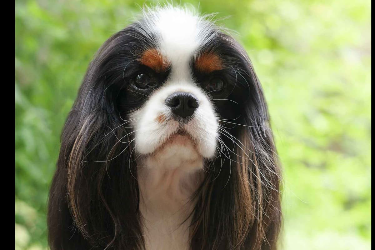 Cavalier King Charles Spaniel Puppies breeder image 1