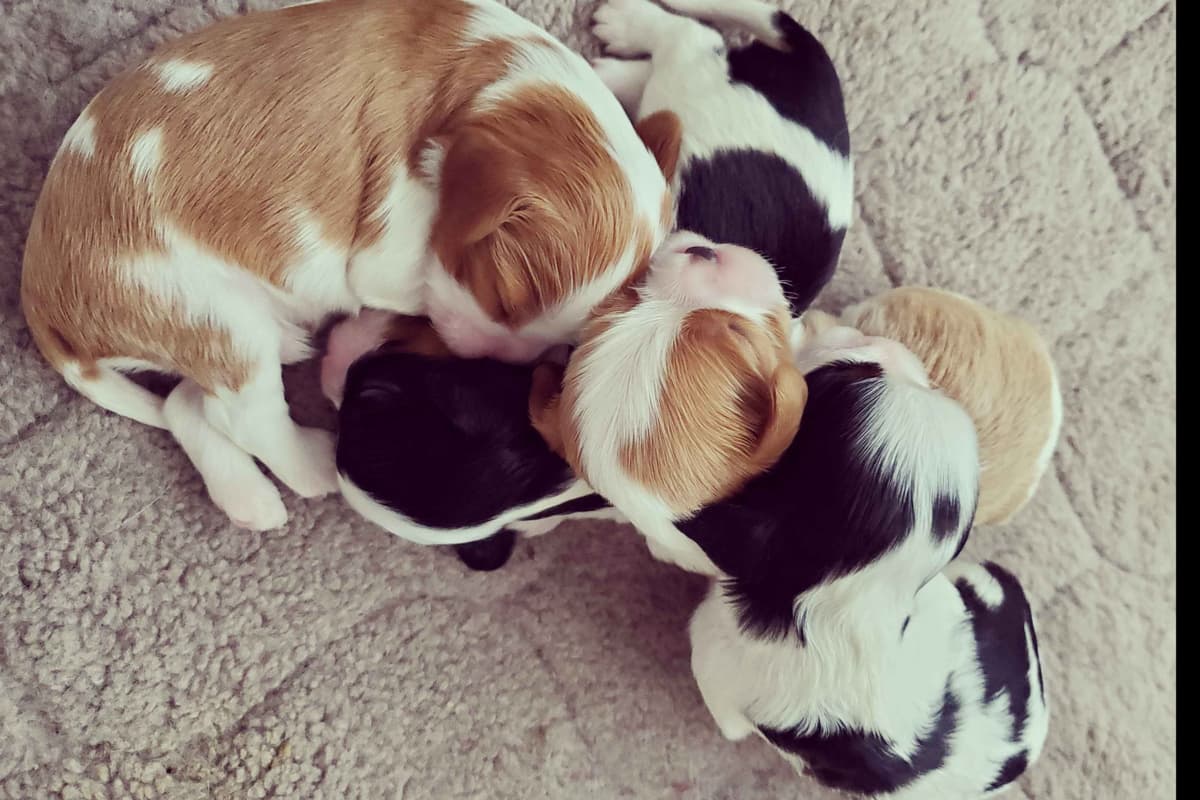 Cavalier King Charles Spaniel Puppies breeder image 3