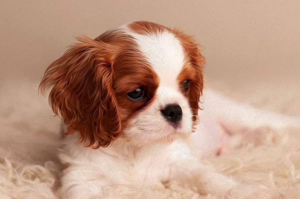 Cavalier King Charles Spaniel Puppies breeder image 4