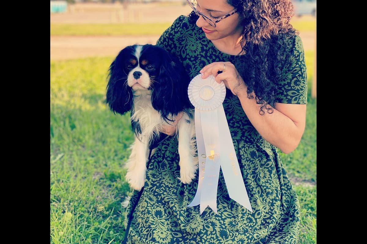 Cavalier King Charles Spaniel Puppies breeder image 6