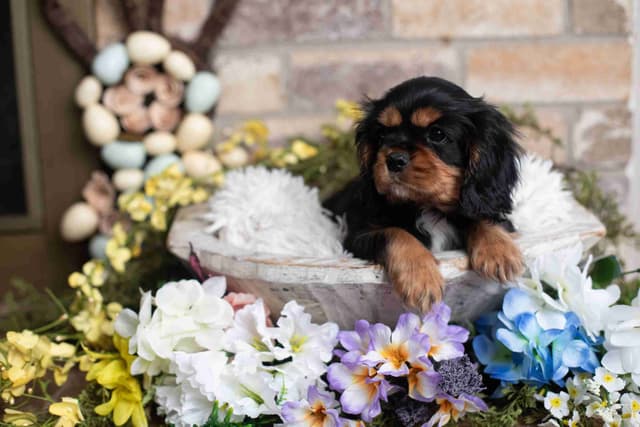 Cavalier King Charles Spaniel Puppies media 2