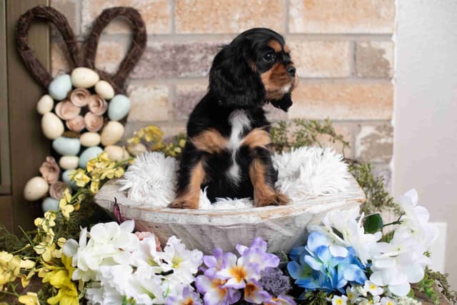 Cavalier King Charles Spaniel Puppies media 3