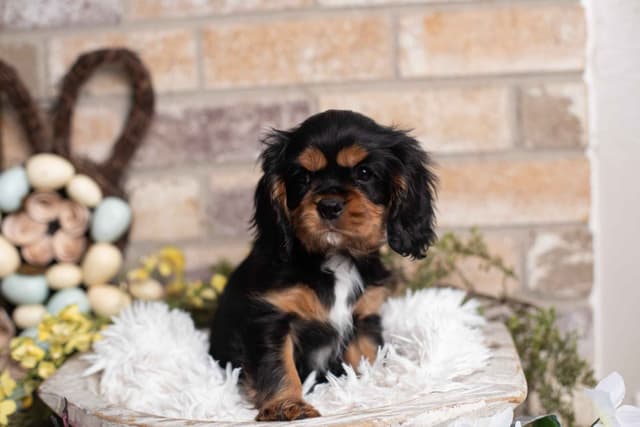 Cavalier King Charles Spaniel Puppies media 5