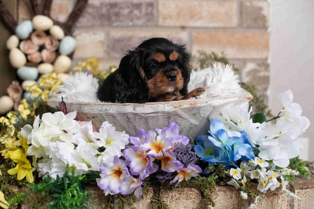 Cavalier King Charles Spaniel Puppies media 4