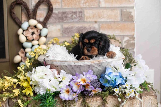 Cavalier King Charles Spaniel Puppies media 6