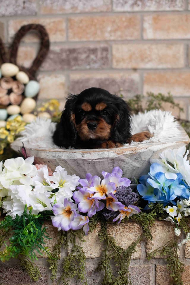 Cavalier King Charles Spaniel Puppies media 7