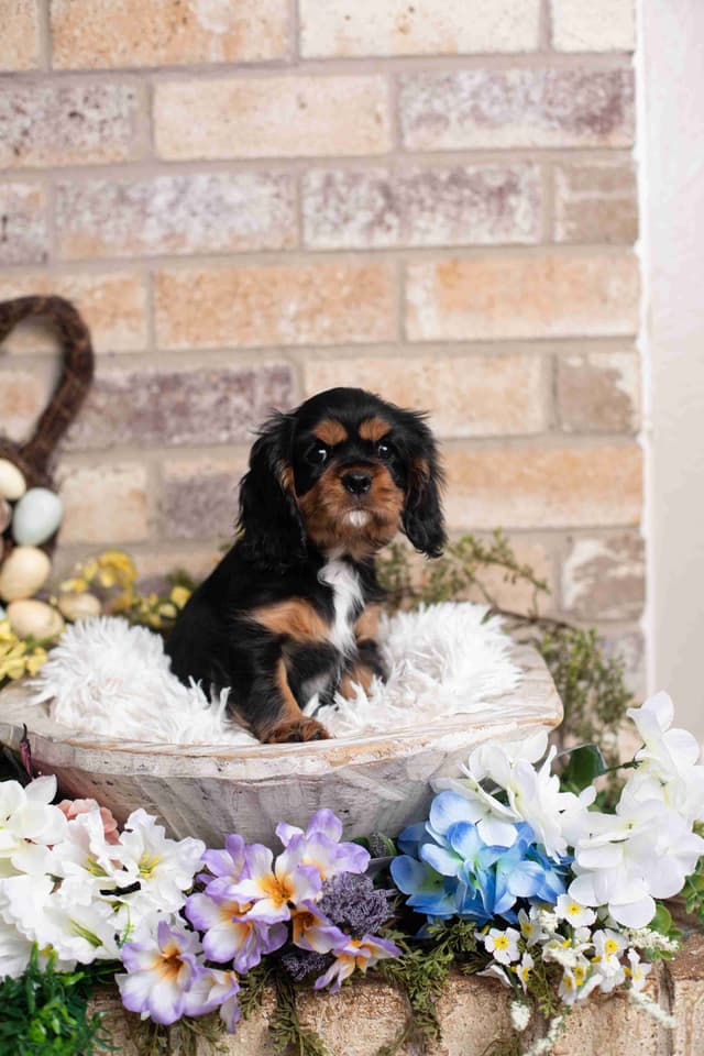 Cavalier King Charles Spaniel Puppies media 10