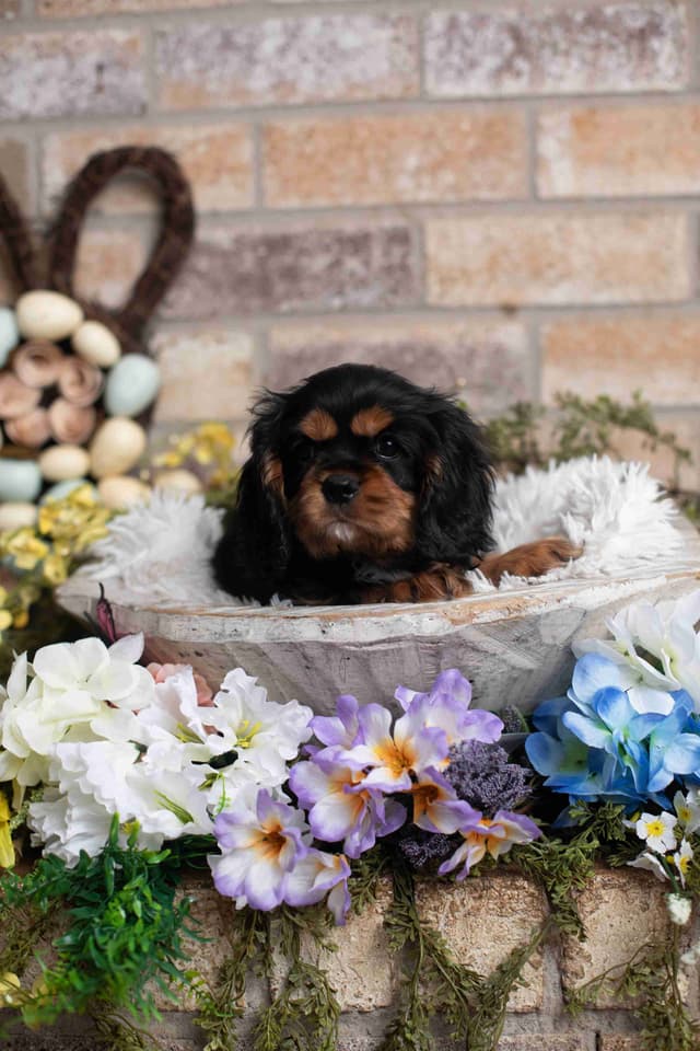 Cavalier King Charles Spaniel Puppies media 9