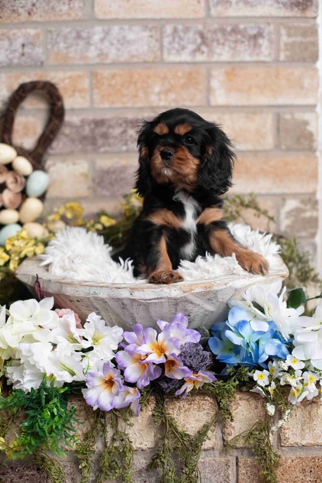 Cavalier King Charles Spaniel Puppies media 8