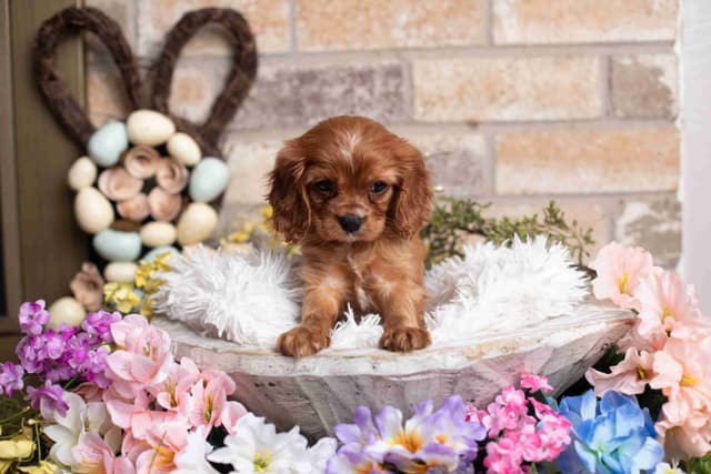 Cavalier King Charles Spaniel Puppies media 11