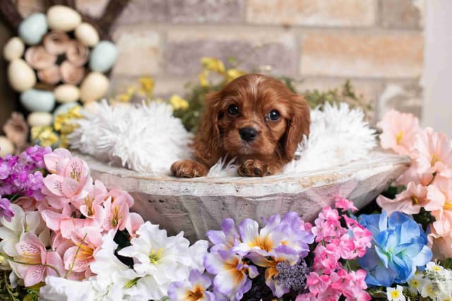 Cavalier King Charles Spaniel Puppies media 12