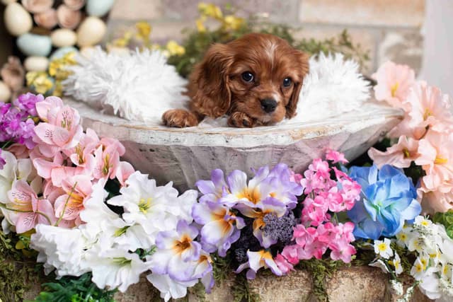 Cavalier King Charles Spaniel Puppies media 14