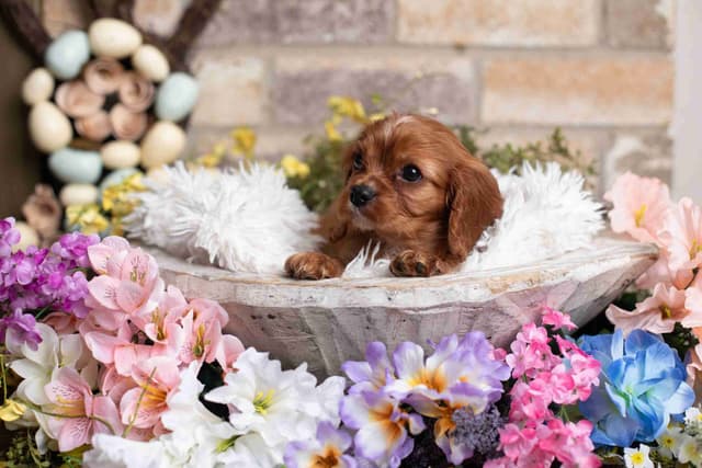 Cavalier King Charles Spaniel Puppies media 16