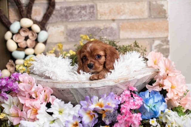 Cavalier King Charles Spaniel Puppies media 13