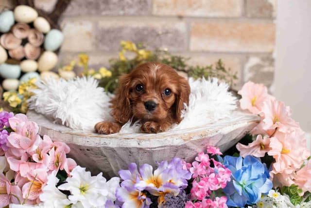 Cavalier King Charles Spaniel Puppies media 15