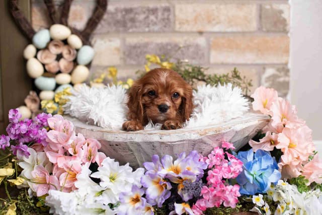 Cavalier King Charles Spaniel Puppies media 17