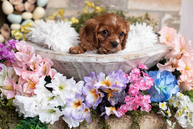 Cavalier King Charles Spaniel Puppies media 18