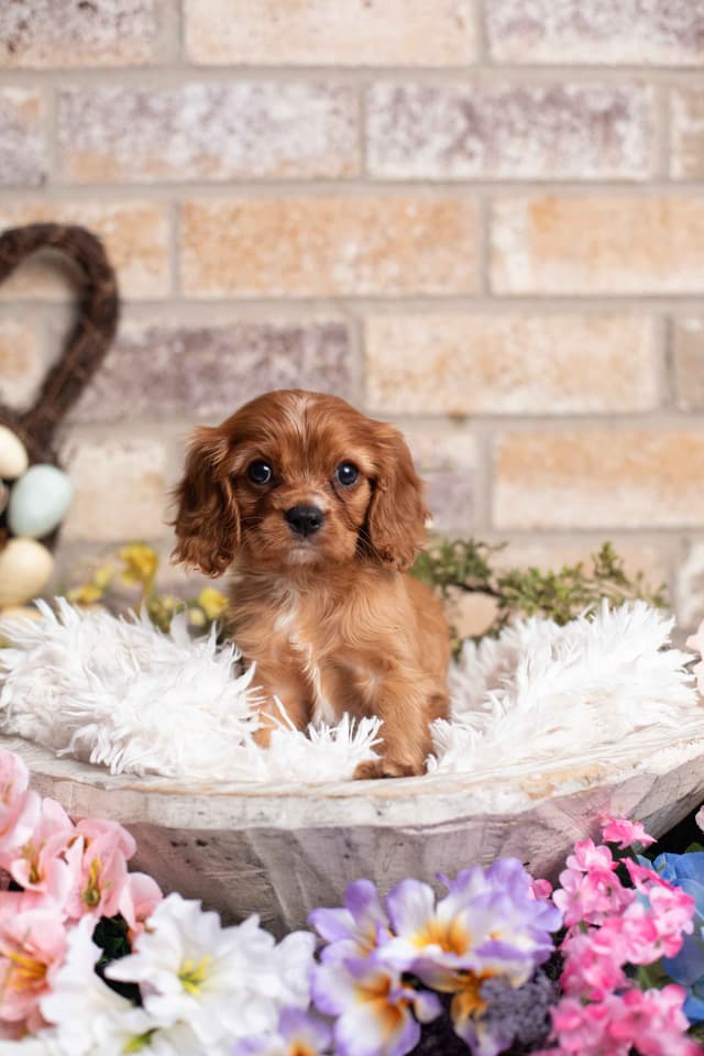 Cavalier King Charles Spaniel Puppies media 19