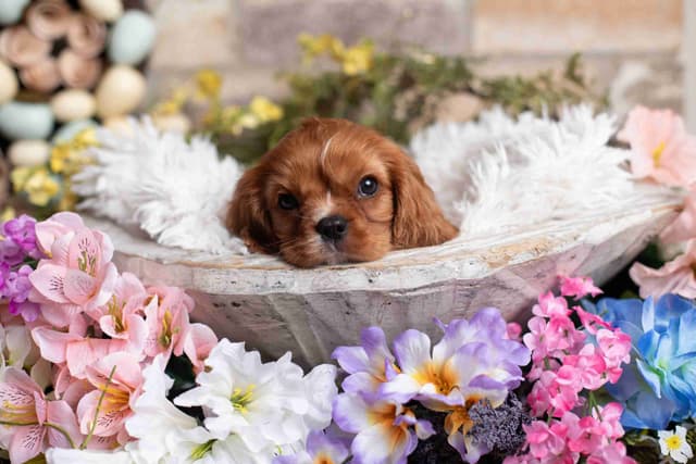 Cavalier King Charles Spaniel Puppies media 23