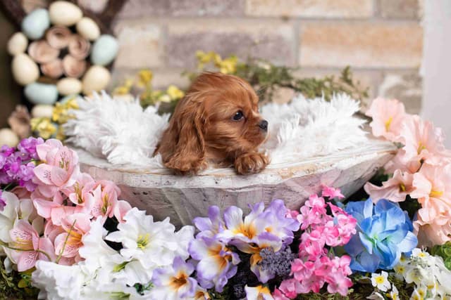 Cavalier King Charles Spaniel Puppies media 21