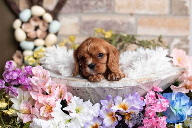 Cavalier King Charles Spaniel Puppies media 22