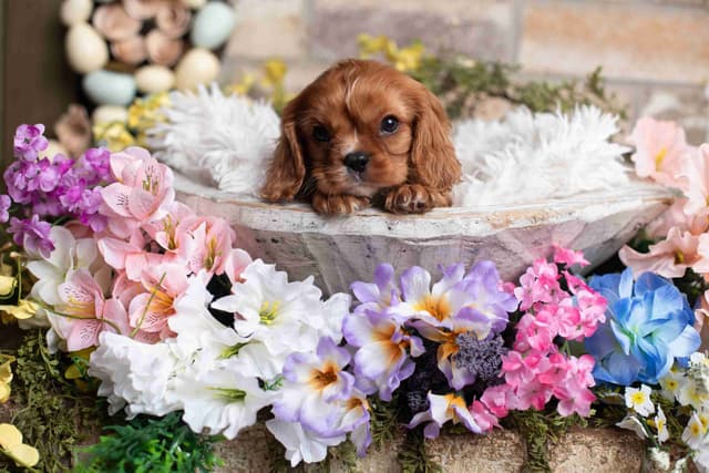 Cavalier King Charles Spaniel Puppies media 24