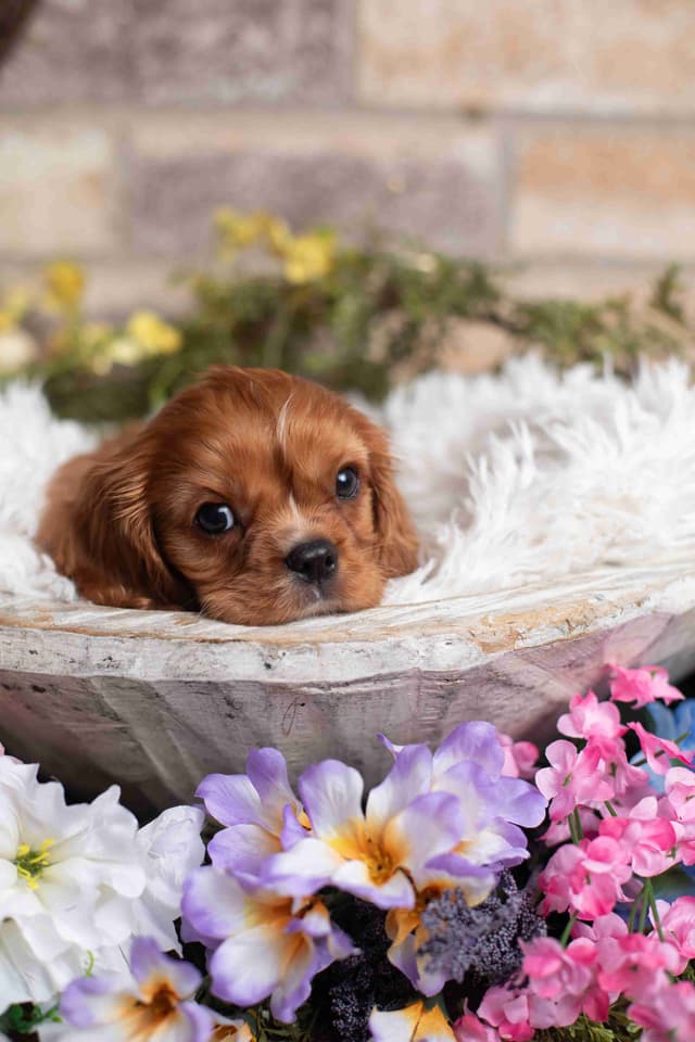 Cavalier King Charles Spaniel Puppies media 25