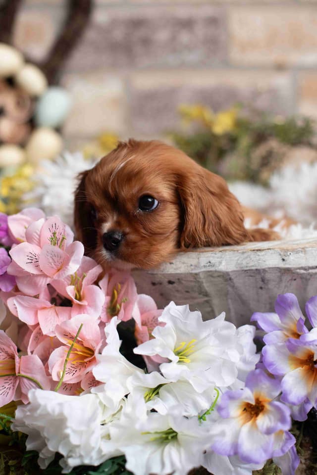 Cavalier King Charles Spaniel Puppies media 26