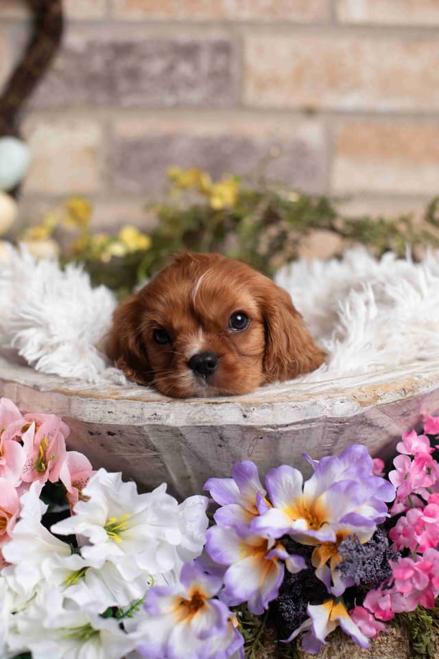 Cavalier King Charles Spaniel Puppies media 27
