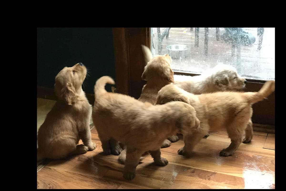 Golden Retriever Male Puppies $1,500 breeder image 1