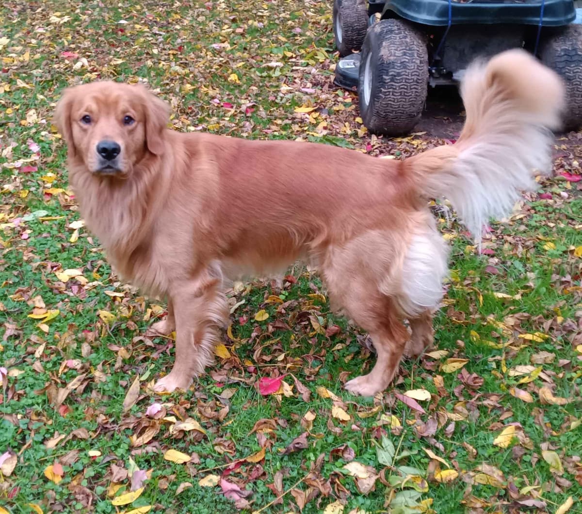 Golden Retriever Male Puppies $1,500 breeder image 3