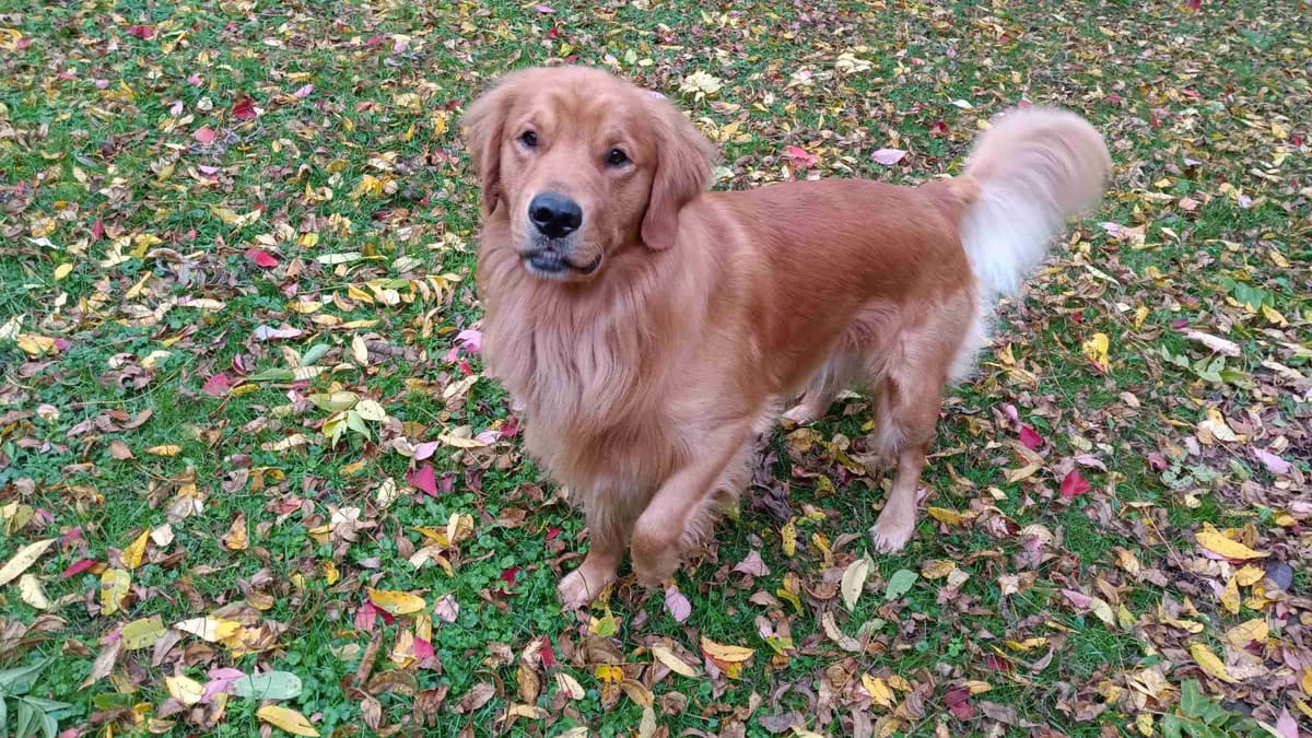 Golden Retriever Male Puppies $1,500 breeder image 5