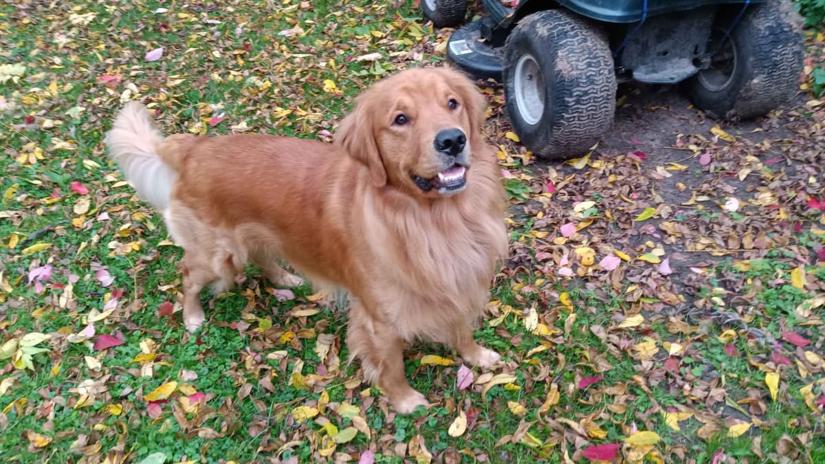 Golden Retriever Male Puppies $1,500 breeder image 4
