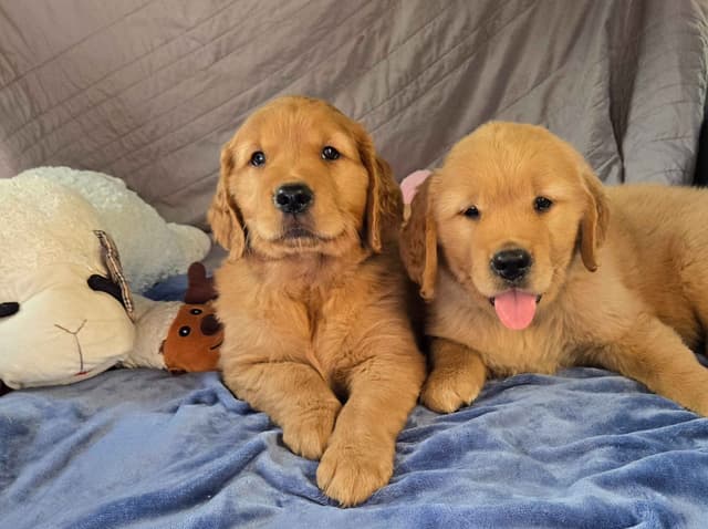 Golden Retriever Male Puppies  $1,500 media 2
