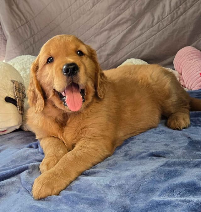 Golden Retriever Male Puppies  $1,500 media 4