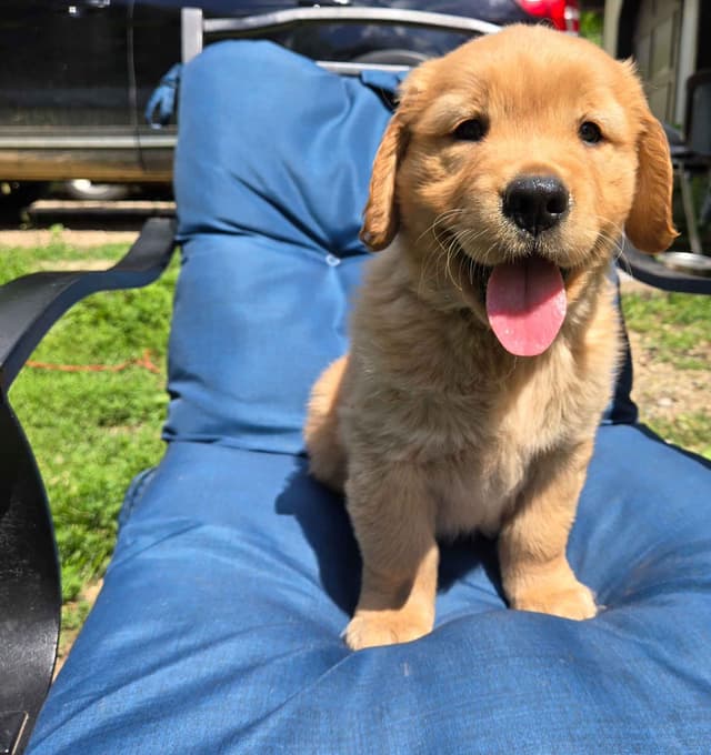 Golden Retriever Male Puppies  $1,500 media 5