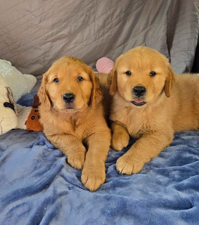 Golden Retriever Male Puppies  $1,500 media 6