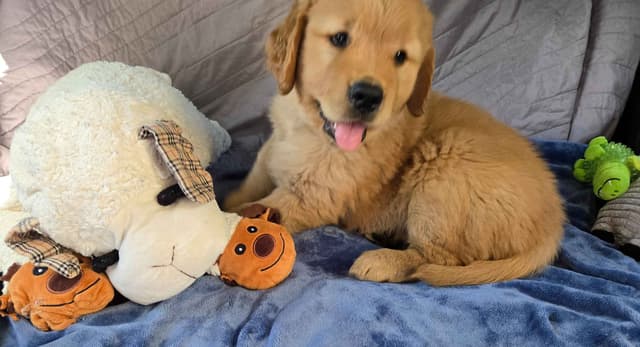 Golden Retriever Male Puppies  $1,500 media 7