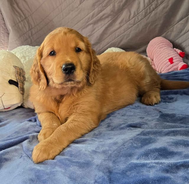 Golden Retriever Male Puppies  $1,500 media 8