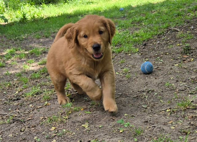 Golden Retriever Male Puppies  $1,500 media 9
