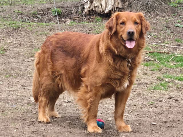 Golden Retriever Male Puppies  $1,500 media 11