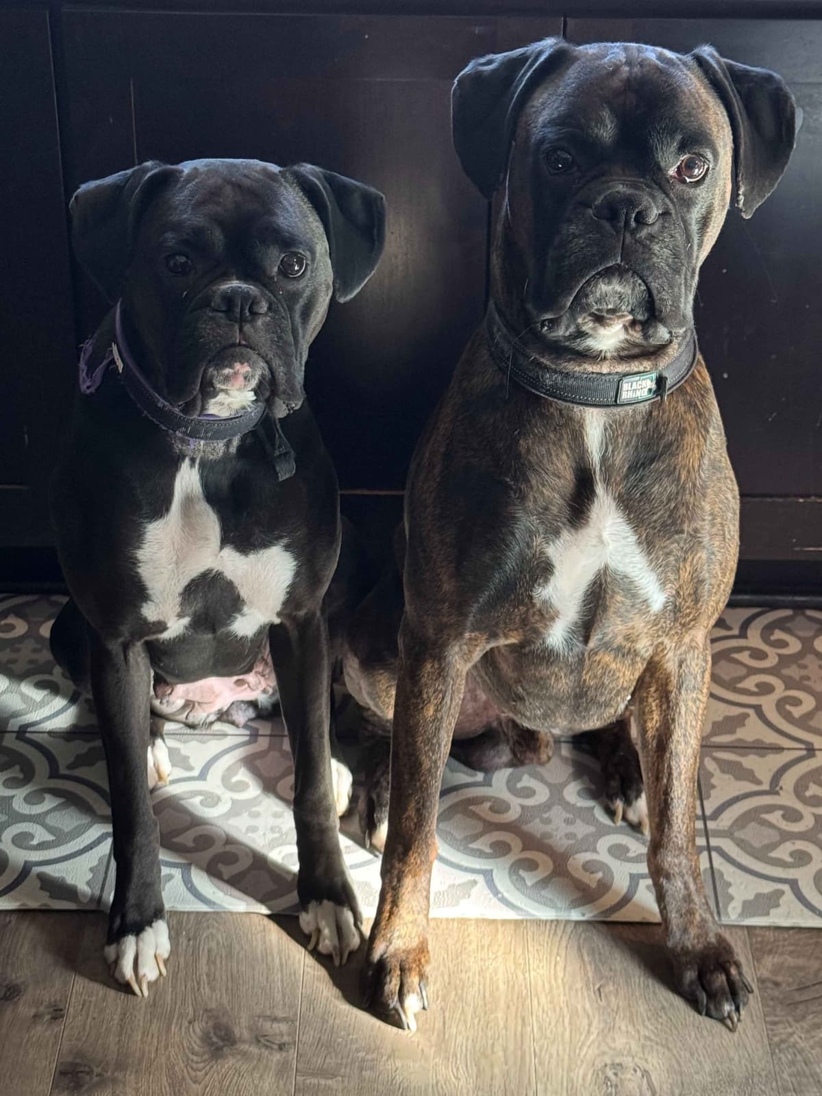 Boxer Puppies breeder image 1