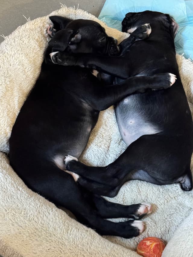 Boxer Puppies media 2