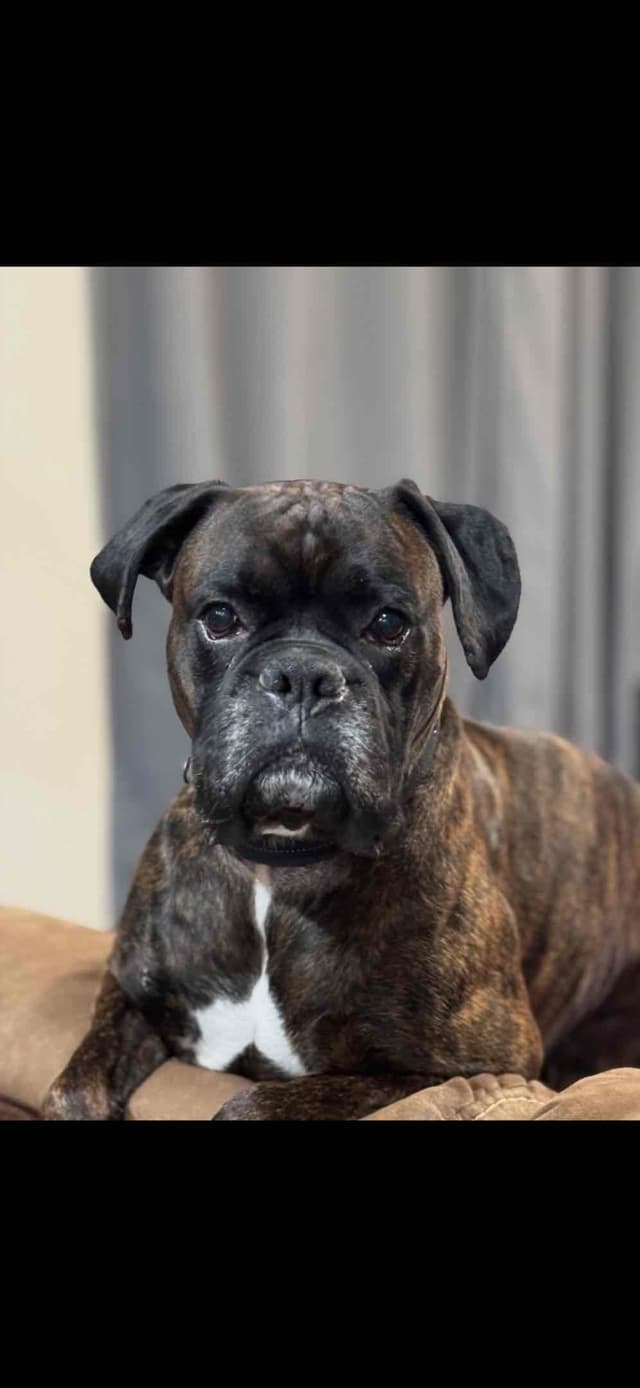 Boxer Puppies media 3
