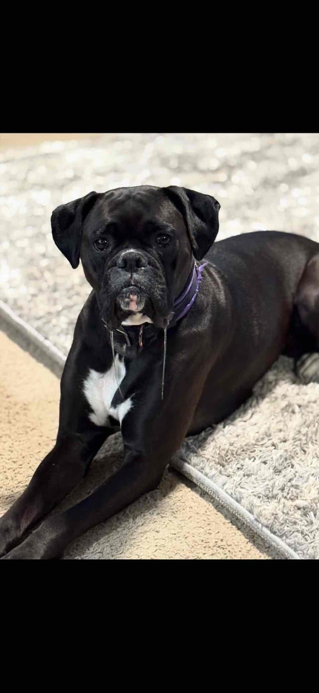 Boxer Puppies media 4
