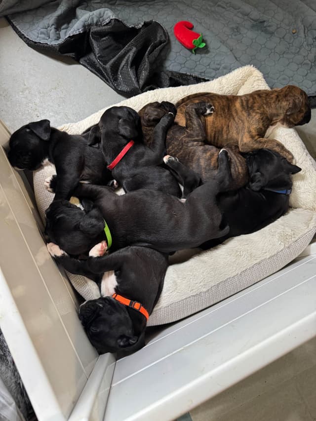Boxer Puppies media 5