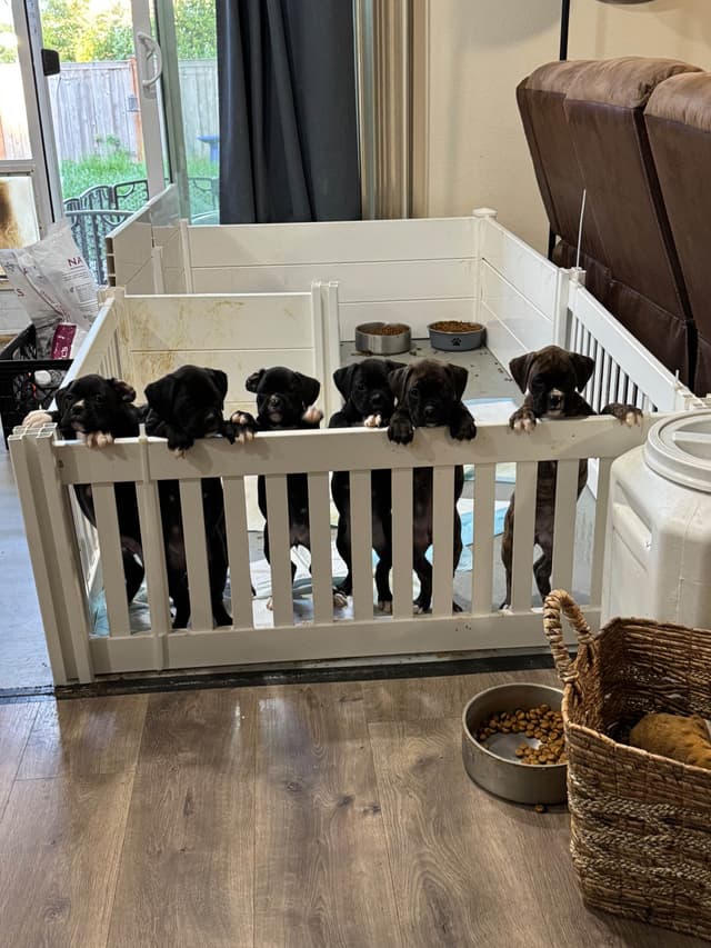 Boxer Puppies media 7
